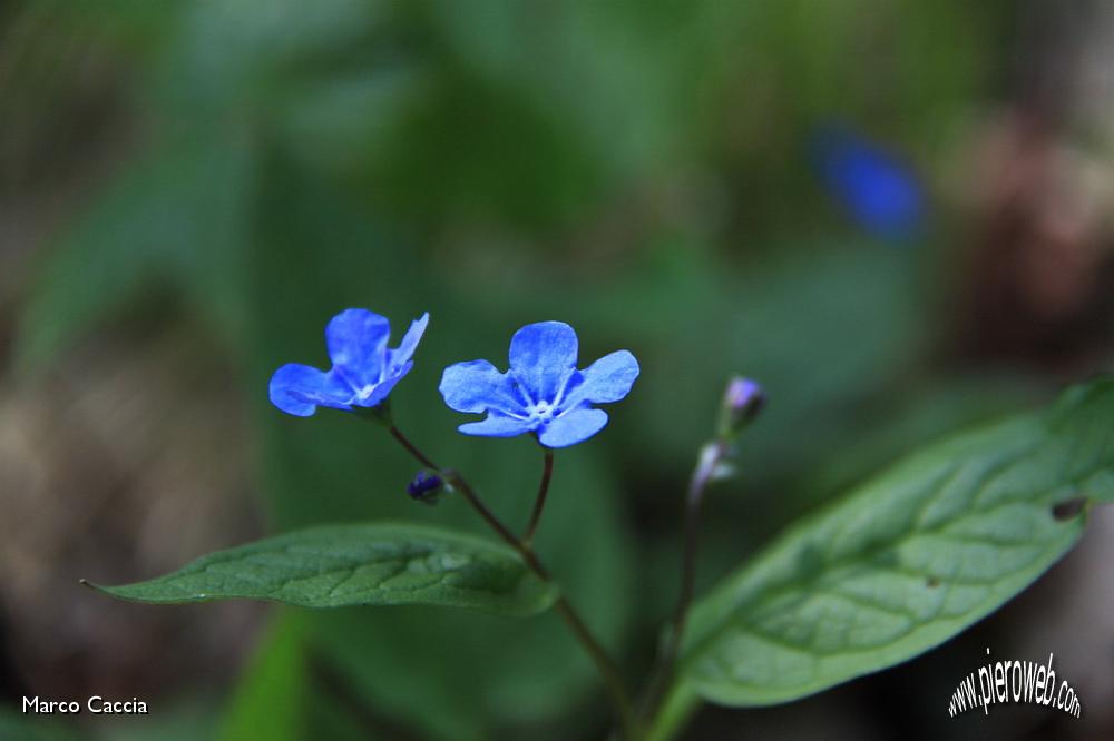 34_omphalodes verna moench.JPG